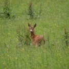 Zu den "Bambi-Bildern"