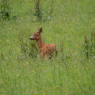 normal_03072011reheffaktivnews_02.jpg