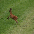 normal_03072011reheffaktivnews_08.jpg
