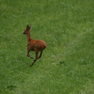 normal_03072011reheffaktivnews_09.jpg