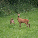normal_03072011reheffaktivnews_11.jpg