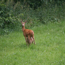 normal_03072011reheffaktivnews_16.jpg