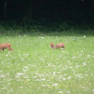 normal_03072011reheffaktivnews_23.jpg