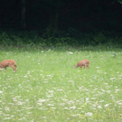 normal_03072011reheffaktivnews_26.jpg