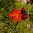 Kopie von P1080988.JPG
