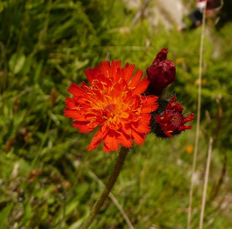 Kopie von P1080988.JPG