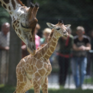 Giraffenbaby Arusha im Tiergarten Schönbrunn (1Tag alt)