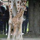 Giraffe9.jpg