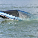 015shark3_0.jpg