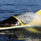 SeabreacherJ_0.jpg