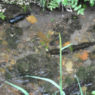 dorfbachflaschen_jpg-1309865800