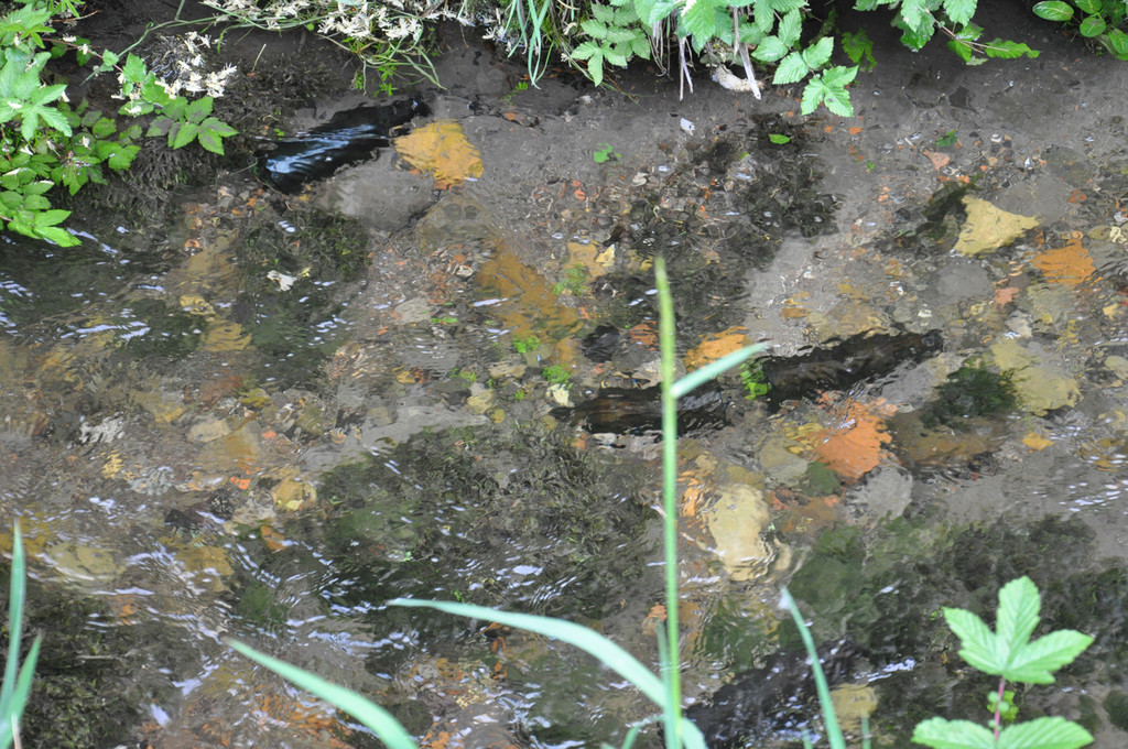 dorfbachflaschen_jpg-1309865800