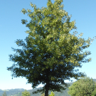 DSC06218_JPG-1309893219