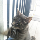 Katze4_jpg-1309961339