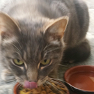 Katze2_jpg-1309961353