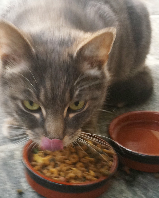 Katze2_jpg-1309961353