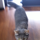 Katze3_jpg-1309961364