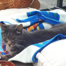 Katze1_jpg-1309961378