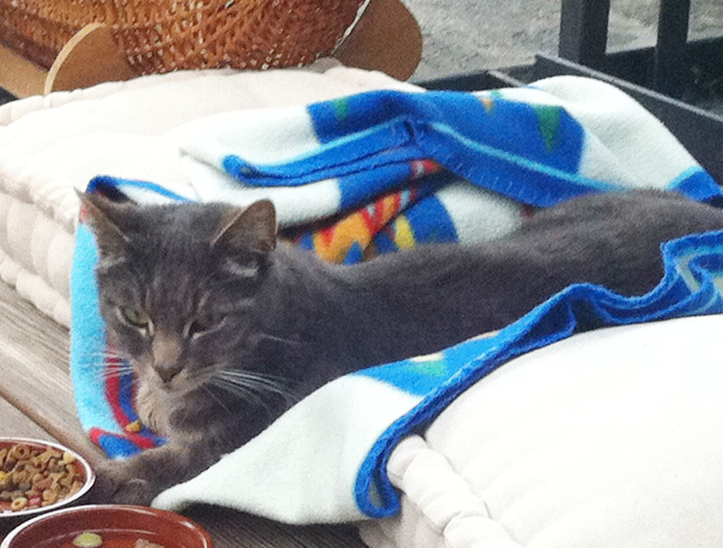 Katze1_jpg-1309961378