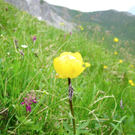 KOE_Wandertipp Pf__lzer H__tte 15_jpg-1310072939