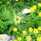 KOE_Wandertipp Pf__lzer H__tte 22_jpg-1310072998