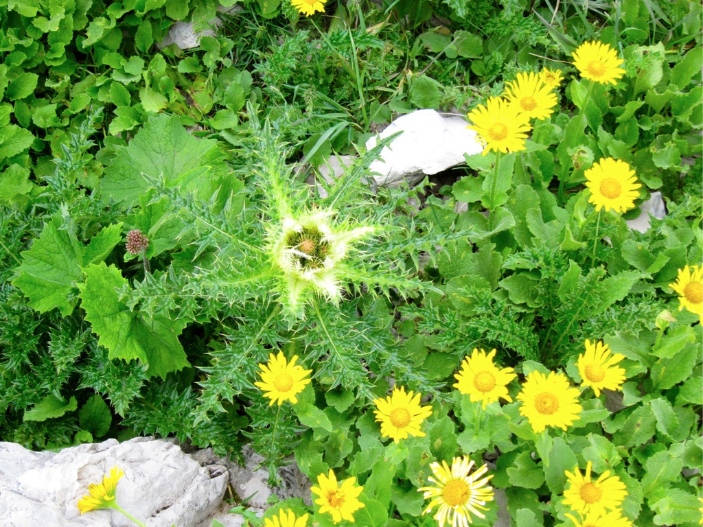 KOE_Wandertipp Pf__lzer H__tte 22_jpg-1310072998