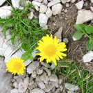 KOE_Wandertipp Pf__lzer H__tte 23_jpg-1310073005