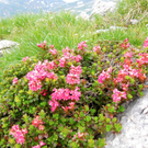KOE_Wandertipp Pf__lzer H__tte 31_jpg-1310073065