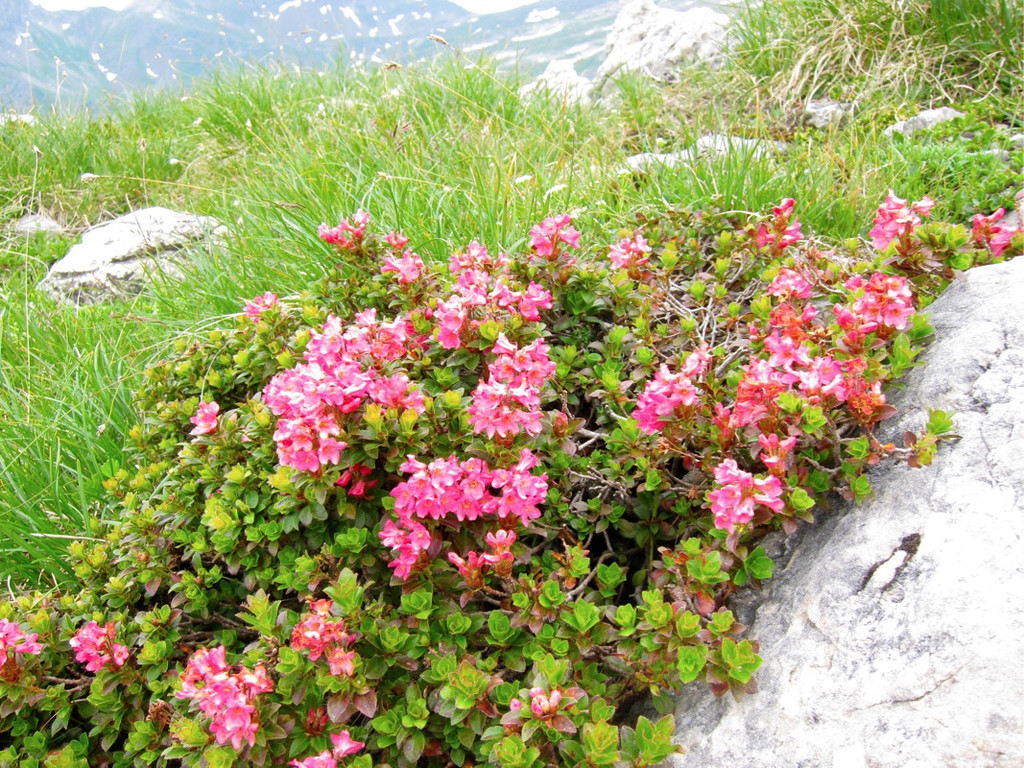 KOE_Wandertipp Pf__lzer H__tte 31_jpg-1310073065