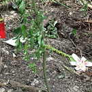 normal_07072011mordischlktaktivnews_4.jpg