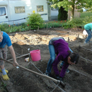 Mehr Bilder vom Kartoffelacker der Volksschule und von Kinderreporterin