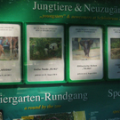 Giraffenbaby in Schönbrunn erkundet seine Umgebung
