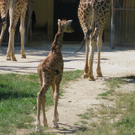 IMG_5483_1.JPG