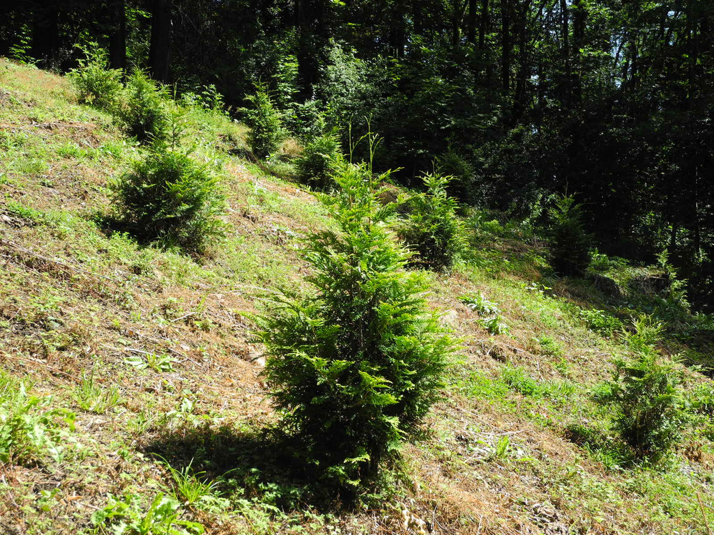 DSCN0155_JPG-1310297757