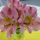 P1070420_JPG-1310302397