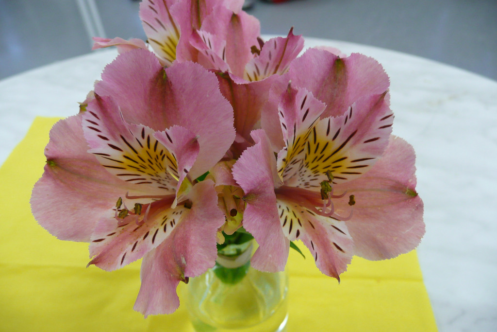 P1070420_JPG-1310302397