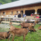 Alpe Felle_ Schr__cken Bilder 3_7_2011 010.JPG