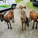 Alpe Felle_ Schr__cken Bilder 3_7_2011 040.JPG