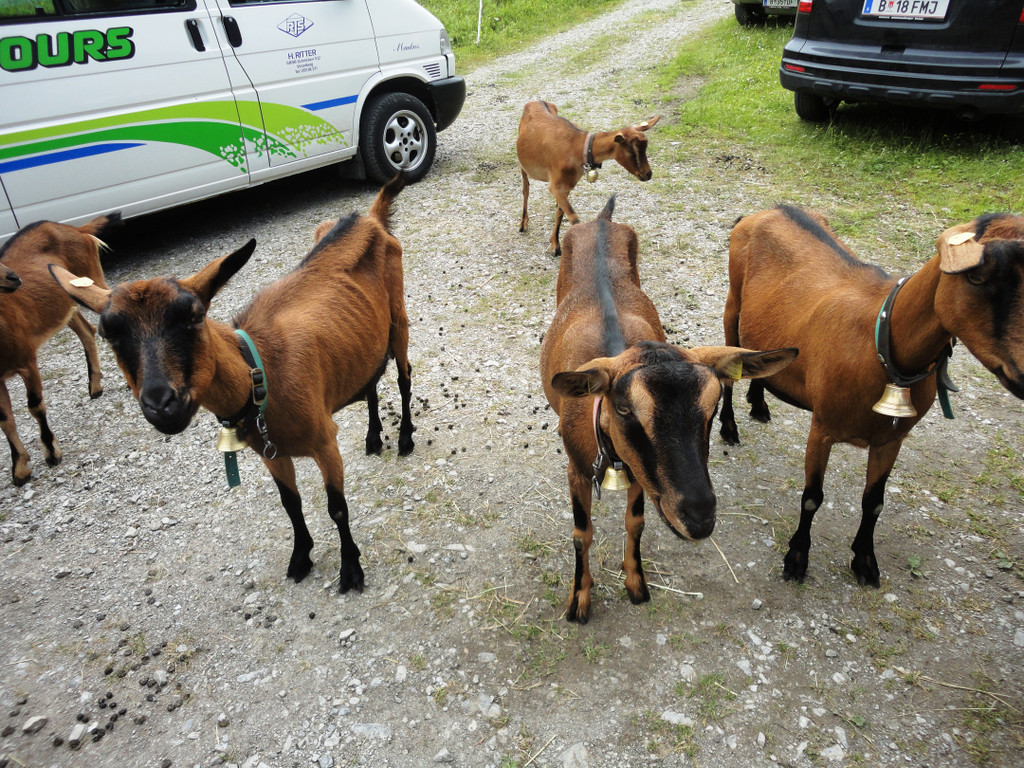 Alpe Felle_ Schr__cken Bilder 3_7_2011 040.JPG