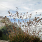 Alpe Felle_ Schr__cken Bilder 3_7_2011 048.JPG