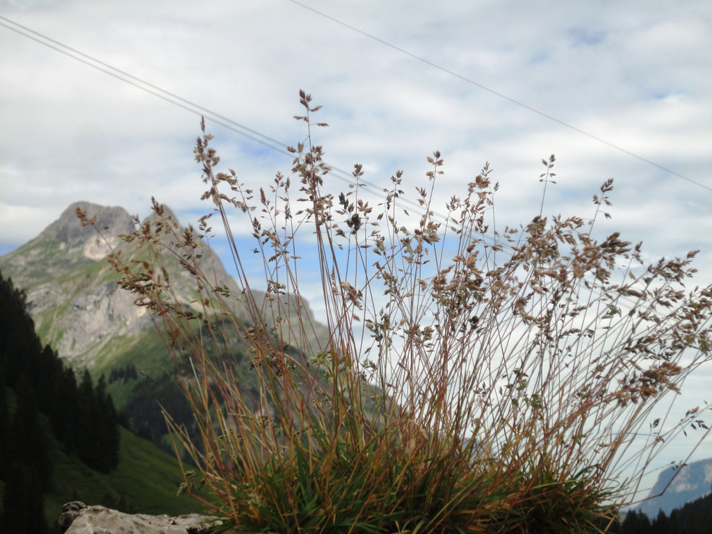 Alpe Felle_ Schr__cken Bilder 3_7_2011 048.JPG