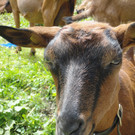 Alpe Felle_ Schr__cken Bilder 3_7_2011 025.JPG