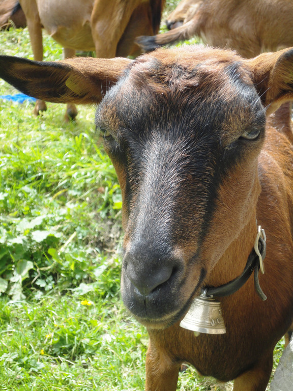 Alpe Felle_ Schr__cken Bilder 3_7_2011 025.JPG