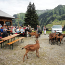 Alpe Felle_ Schr__cken Bilder 3_7_2011 044.JPG