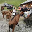Alpe Felle_ Schr__cken Bilder 3_7_2011 050.JPG