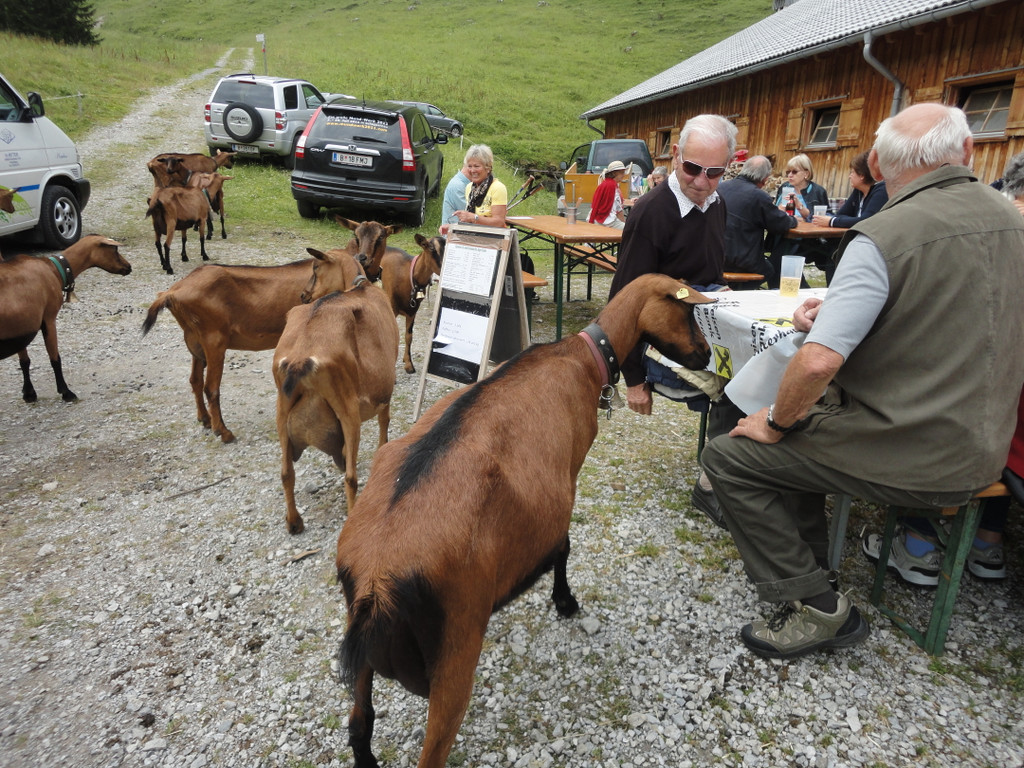 Alpe Felle_ Schr__cken Bilder 3_7_2011 050.JPG
