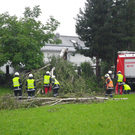 Baum in Gaißau umgefallen