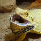 Bartagame2_jpg-1310450399