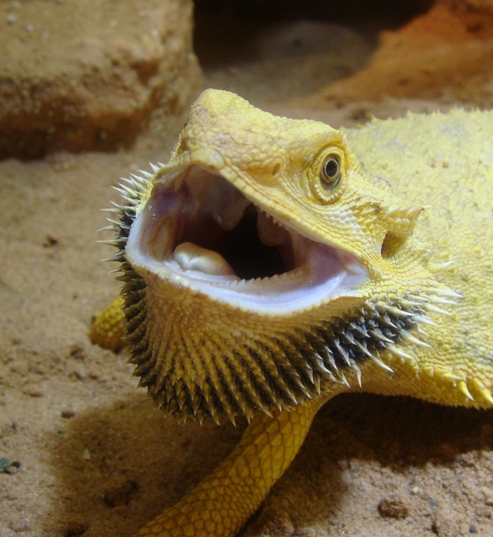 Bartagame2_jpg-1310450399