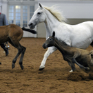 Gestüt Piber zu Gast in der Spanischen Hofreitschule in Wien